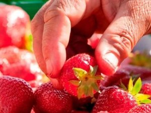 chomage fraises
